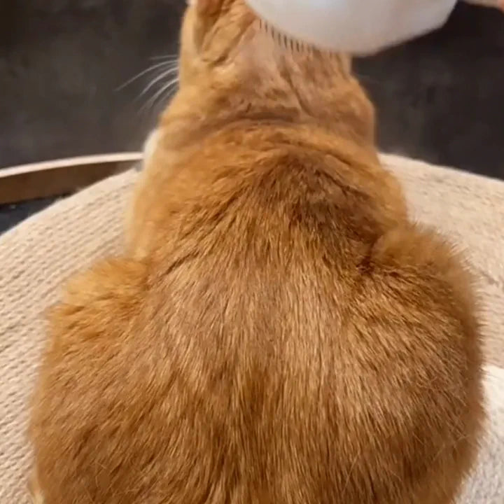 MistGroom Brush mist grooming an orange cat.