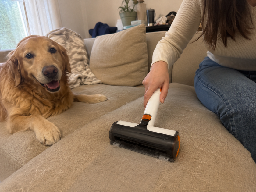 Customer proof showing a dog near a cleaned fabric surface