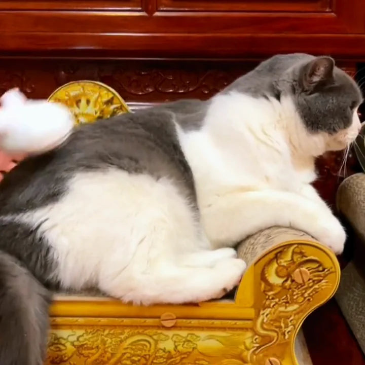 MistGroom Brush grooming a grey-and-white cat on a chair.