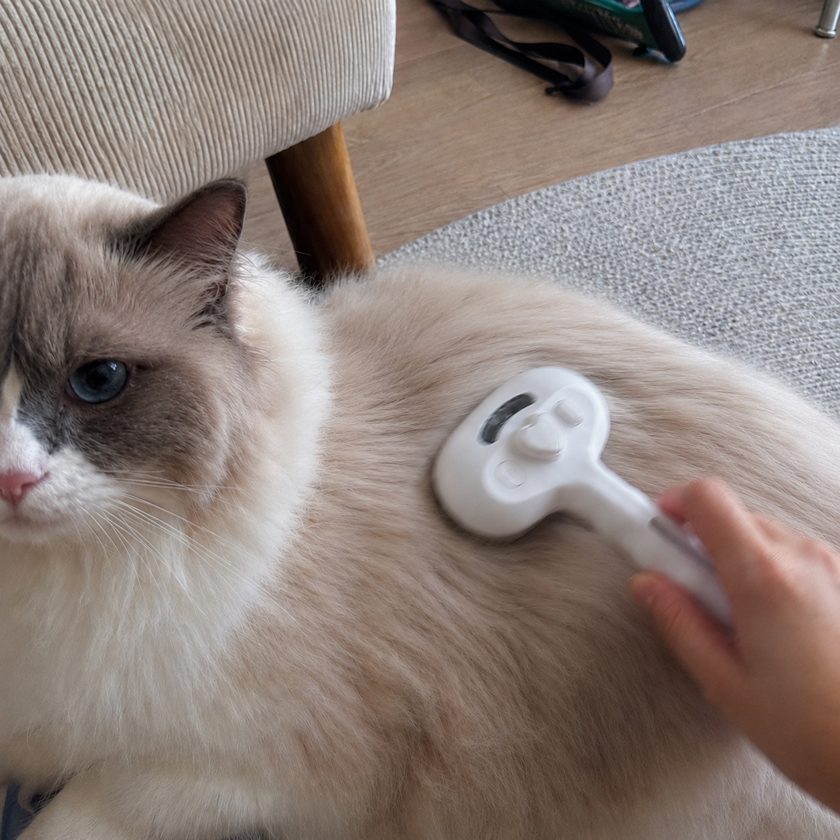 Cat with the MistGroom Brush